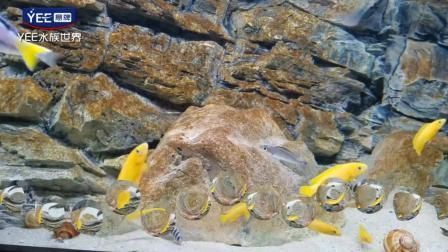 yee魚缸和森森魚缸那個好：森森魚缸和yee魚缸哪個好