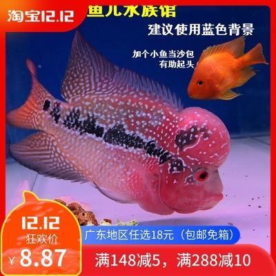 觀賞魚藍(lán)色長條的小魚叫什么魚（藍(lán)色觀賞魚的起源）