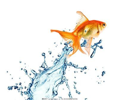 觀賞魚藍色長條的小魚叫什么魚（藍色觀賞魚的起源）