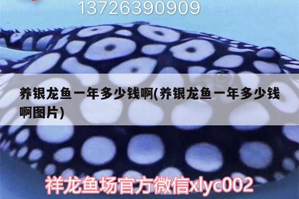 魚缸 養銀龍魚一年多少錢啊(養銀龍魚一年多少錢啊圖片) 銀龍魚百科 養銀龍魚一年多少錢啊(養銀龍魚一年多少錢啊圖片) 養銀龍魚一年多少錢啊(養銀龍魚一年多少錢啊圖片) 銀龍魚百科