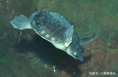 豬鼻龜擺放位置：豬鼻龜擺放位置的詳細信息