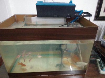 80的魚缸養(yǎng)錦鯉視頻：80厘米的魚缸養(yǎng)錦鯉注意事項