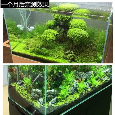 1米8魚缸用多厚的超白玻璃合適呢視頻：)魚缸制作教程(第一集)魚缸制作教程 1米8魚缸用多厚的超白玻璃合適呢視頻：)魚缸制作教程(第一集)魚缸制作教程 魚缸百科 第4張