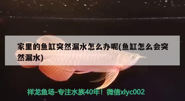 家里的魚缸突然漏水怎么辦呢(魚缸怎么會突然漏水)