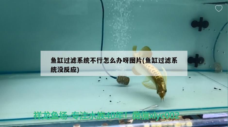 魚缸過濾系統不行怎么辦呀圖片(魚缸過濾系統沒反應)
