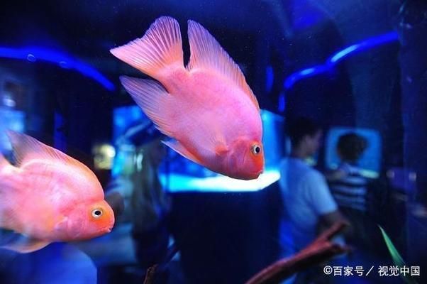 水族館管理中溫度控制技巧（水族館溫度控制技巧）
