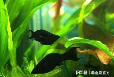 黑色的觀賞魚是什么魚種（黑瑪麗的飼養與疾病防治）