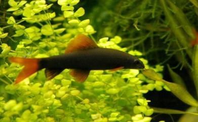 黑色的觀賞魚是什么魚種（黑瑪麗的飼養與疾病防治）