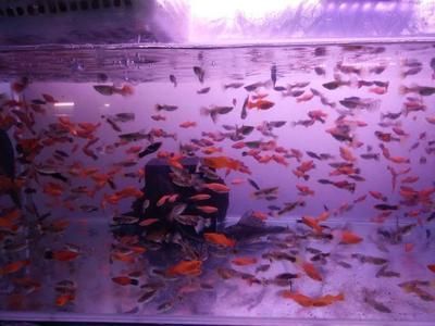 黑色的觀賞魚是什么魚種（黑瑪麗的飼養與疾病防治） 黑色的觀賞魚是什么魚種（黑瑪麗的飼養與疾病防治） 則道紅龍 第4張