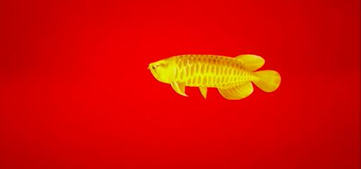 金龍魚大宗交易對股價影響分析：金龍魚大宗交易對股價影響分析，金龍魚戰略投資者買入動機探究 金龍魚大宗交易對股價影響分析：金龍魚大宗交易對股價影響分析，金龍魚戰略投資者買入動機探究 金龍魚百科 第4張
