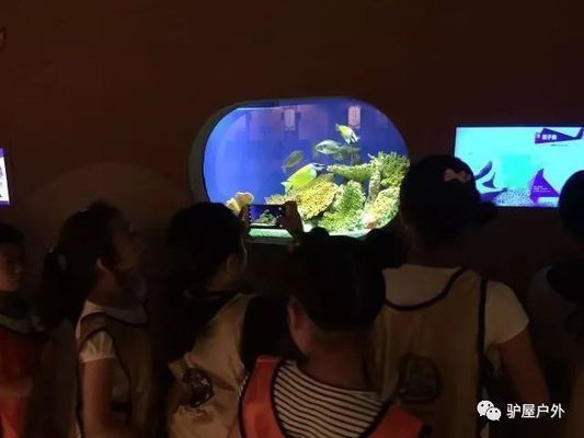 夜間水族館特別活動內容（夜間水族館特別活動是一項吸引游客的獨特體驗）