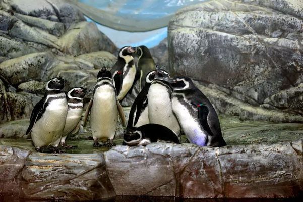 夜間水族館特別活動內容（夜間水族館特別活動是一項吸引游客的獨特體驗）