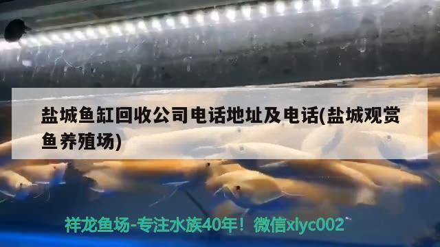 龍魚干蝦有營養(yǎng)嗎 鹽城魚缸回收公司電話地址及電話(鹽城觀賞魚養(yǎng)殖場) 錦鯉魚百科 鹽城魚缸回收公司電話地址及電話(鹽城觀賞魚養(yǎng)殖場) 鹽城魚缸回收公司電話地址及電話(鹽城觀賞魚養(yǎng)殖場) 錦鯉魚百科