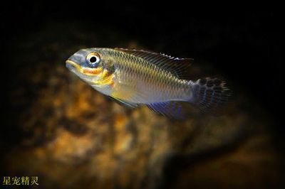 鄭州金龍魚經銷商電話地址查詢：探尋鄭州金龍魚經銷商，電話與地址全攻略