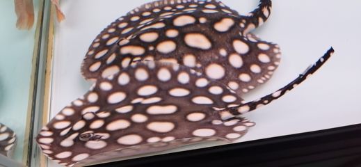 魟魚白斑：魟魚身上出現白斑怎么辦