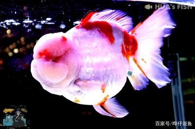 10大名貴觀賞魚：世界上最名貴的十大觀賞魚，被認為是最貴的十大觀賞魚