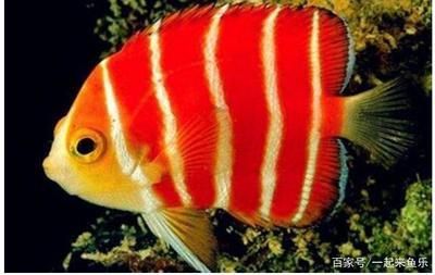 10大名貴觀賞魚：世界上最名貴的十大觀賞魚，被認為是最貴的十大觀賞魚