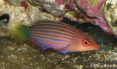 10大名貴觀賞魚：世界上最名貴的十大觀賞魚，被認為是最貴的十大觀賞魚