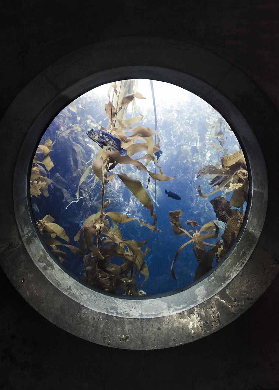 蘇州魚缸批發市場在哪里有賣魚的 蘇州哪里有賣金魚和魚缸的地方