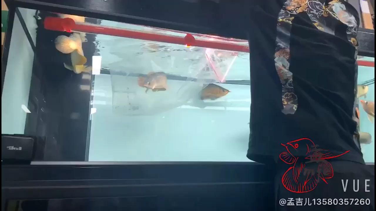 烏海水族館孟吉爾～炮系小孟打包
