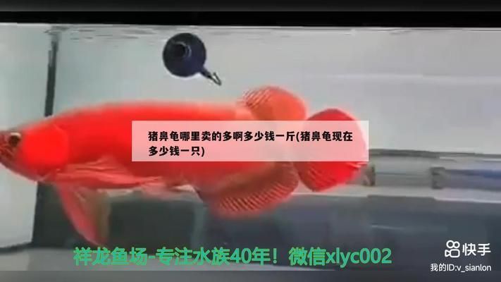 豬鼻龜市場價格多少錢：豬鼻龜價格大概是多少豬鼻龜多少錢一只豬鼻龜多少錢一只