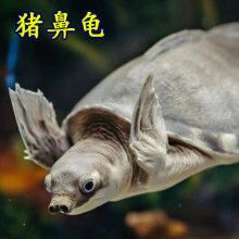 豬鼻龜市場價格多少錢：豬鼻龜價格大概是多少豬鼻龜多少錢一只豬鼻龜多少錢一只