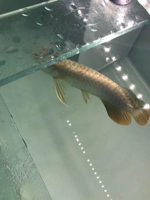 武吉美拉過背金龍【金龍魚是國家保護動物嗎】