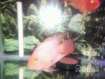 觀賞魚大的好還是小的好（觀賞魚的飼養技巧）