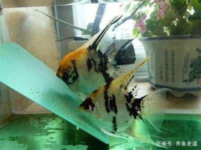 觀賞魚大的好還是小的好（觀賞魚的飼養技巧）