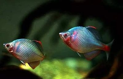 觀賞魚大的好還是小的好（觀賞魚的飼養技巧）
