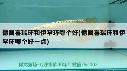 龍魚干蝦有營養(yǎng)嗎 德國喜瑞環(huán)和伊罕環(huán)哪個好(德國喜瑞環(huán)和伊罕環(huán)哪個好一點) 伊罕水族 德國喜瑞環(huán)和伊罕環(huán)哪個好(德國喜瑞環(huán)和伊罕環(huán)哪個好一點) 德國喜瑞環(huán)和伊罕環(huán)哪個好(德國喜瑞環(huán)和伊罕環(huán)哪個好一點) 伊罕水族