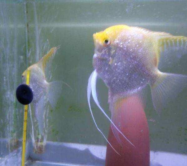 觀賞魚身上長白點用鹽水泡可以嗎（鹽水浸泡的科學原理）