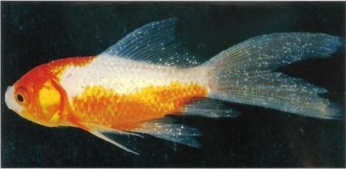 觀賞魚身上長白點(diǎn)用鹽水泡可以嗎（鹽水浸泡的科學(xué)原理）