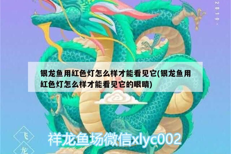 銀龍魚用紅色燈怎么樣才能看見它(銀龍魚用紅色燈怎么樣才能看見它的眼睛) 銀龍魚百科 第1張 銀龍魚用紅色燈怎么樣才能看見它(銀龍魚用紅色燈怎么樣才能看見它的眼睛) 銀龍魚用紅色燈怎么樣才能看見它(銀龍魚用紅色燈怎么樣才能看見它的眼睛) 銀龍魚百科 第1張