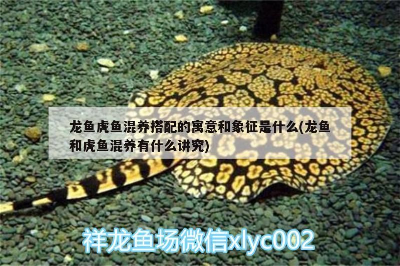 銀龍魚用紅色燈怎么樣才能看見它(銀龍魚用紅色燈怎么樣才能看見它的眼睛) 銀龍魚百科 第2張 銀龍魚用紅色燈怎么樣才能看見它(銀龍魚用紅色燈怎么樣才能看見它的眼睛) 銀龍魚用紅色燈怎么樣才能看見它(銀龍魚用紅色燈怎么樣才能看見它的眼睛) 銀龍魚百科 第2張