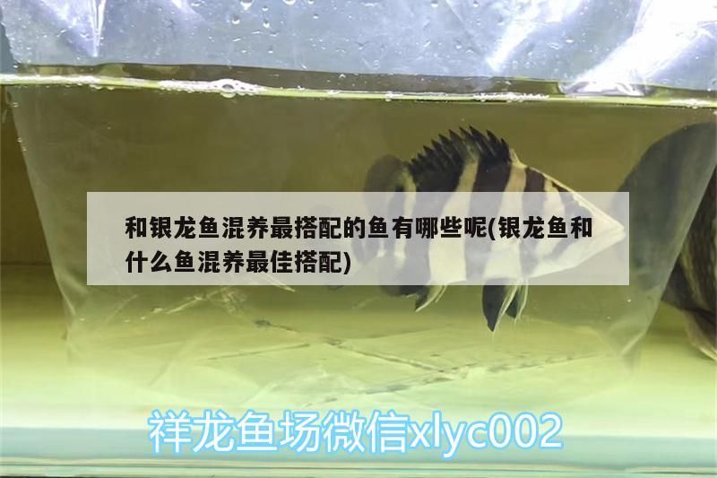 銀龍魚用紅色燈怎么樣才能看見它(銀龍魚用紅色燈怎么樣才能看見它的眼睛) 銀龍魚百科 第3張 銀龍魚用紅色燈怎么樣才能看見它(銀龍魚用紅色燈怎么樣才能看見它的眼睛) 銀龍魚用紅色燈怎么樣才能看見它(銀龍魚用紅色燈怎么樣才能看見它的眼睛) 銀龍魚百科 第3張