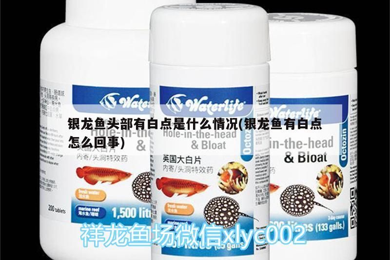 銀龍魚頭部有白點是什么情況(銀龍魚有白點怎么回事)