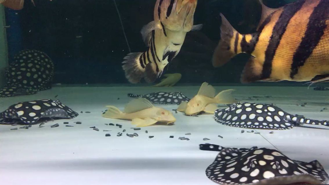 開飯啦龍年圈