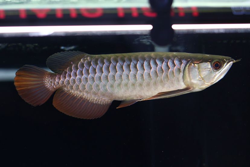 40公分龍魚多久喂一次，40公分龍魚的喂食頻率