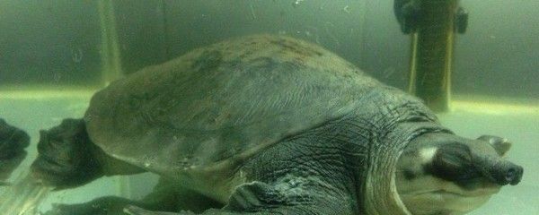 豬鼻龜能深水養嗎：豬鼻龜可以養在深水中嗎？