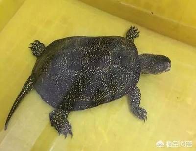 豬鼻龜能深水養嗎：豬鼻龜可以養在深水中嗎？