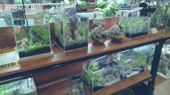 現在開水族館賺錢嗎知乎