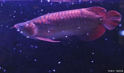 龍魚(yú)吃冷凍蝦vs祥龍魚(yú)場(chǎng)：龍魚(yú)可以吃冷凍蝦