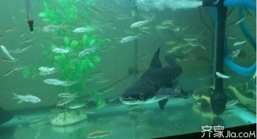 魚躍龍門，揭秘最旺的魚店名字背后的成功密碼，魚躍龍門，解碼旺鋪魚店名字背后的生意經(jīng)