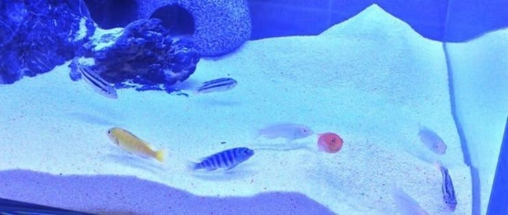 開一家水族館需要準備什么東西呢（開一家水族館水箱尺寸選擇指南水族館水箱尺寸選擇指南）