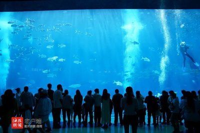 開一家水族館需要準備什么東西呢（開一家水族館水箱尺寸選擇指南水族館水箱尺寸選擇指南）