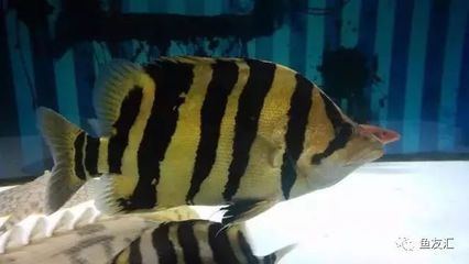 怎么讓印尼虎魚變明：如何讓印尼虎魚變明