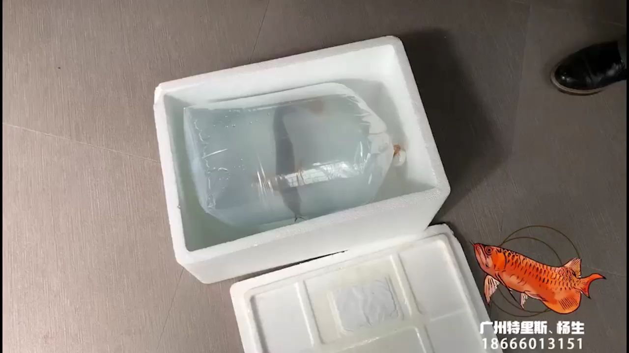 番禺老板一早自提特里斯紅龍魚 特里斯紅外線 第2張 番禺老板一早自提特里斯紅龍魚 番禺老板一早自提特里斯紅龍魚 特里斯紅外線 第2張