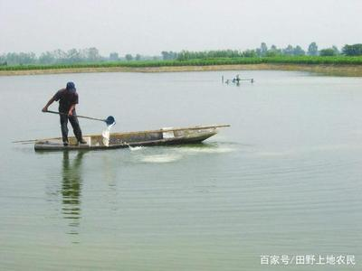 最適合新手養的魚，10種易養品種與飼養指南，最適合新手養的10種易養觀賞魚品種及飼養指南
