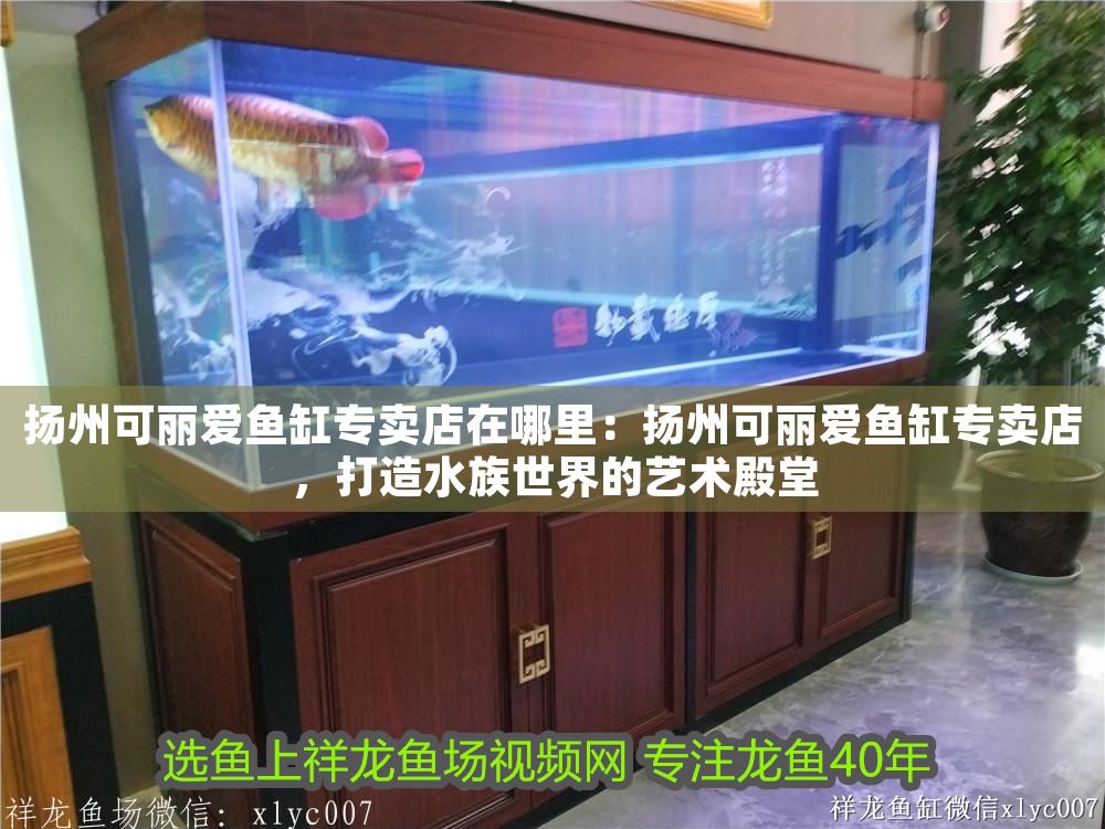 揚州可麗愛魚缸專賣店在哪里：揚州可麗愛魚缸專賣店，打造水族世界的藝術(shù)殿堂